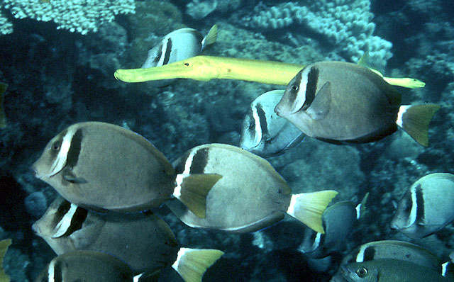 Acanthurus leucopareius